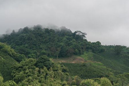 panoramic view of beautiful colombian mountain (el alto del nudo) with dense jungle and surrounded by coffee crops at an altitude of 2100 meters above sea level. cold mountain surrounded by fogの写真素材