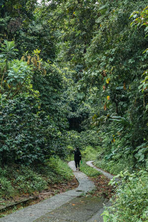 latina girl in the middle of the Colombian jungle walking along a trail while observing nature and surrounded by many species of plants. hiking conceptの写真素材