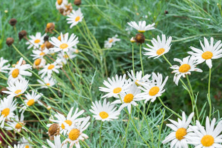 cultivation of beautiful Bellis perennis or white daisy flowers with the morning dew on their petals...