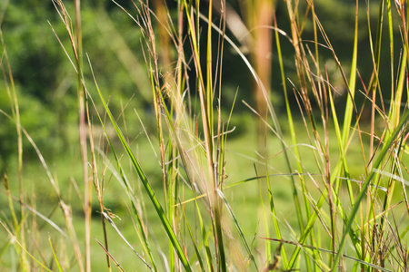 detailed view of tall grass in the light of a beautiful summer sunset, in a paddock located in a Colombian farm. tall grass ready to be cut.の写真素材