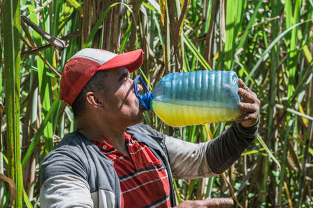 colombian farmer drinking water with lemon from a big blue plastic bottle after working hard in a sugar cane field. brown man working under the strong midday sun. drinking chicha to quench his thirst.の写真素材