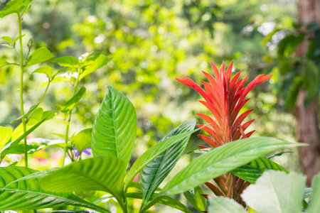 red flower in the shape of a spike or flame, cultivated in a country garden, belonging to the Guzmania species, surrounded by large green leaves. decoration for farms or hotel gardens.の写真素材