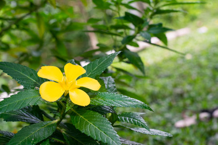 5-petaled yellow flower or Turnera ulmifolia, grows erect, with dark serrated leaves and small orange-yellow flowers, bloom around 6:00 am and fade around 11:30 am. The flower life is about 6 hours.の写真素材