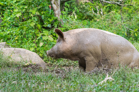 view of a sow or Sus scrofa domestica, digging in the mud with its snout. pig with its whole body covered with brown mud, surrounded by green nature. concept of pociculture.の写真素材