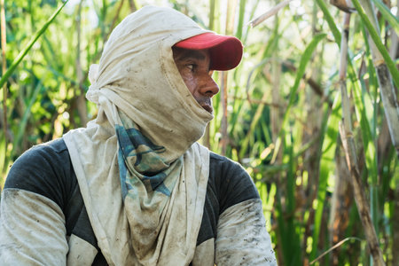 close-up of a sugar cane farmer, working in a sugar cane field, with sweat on his face. brown man with his face covered to protect himself from the sun's rays. indigenous man working in the field.の写真素材