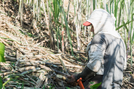 peasant man, latin farmer, in the middle of a sugar cane field collecting sugar cane. indigenous man...
