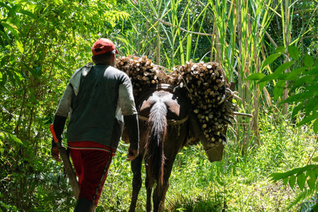 peasant mule driver follows his mule loaded with sugar cane along a Colombian jungle road to the sugar mill. concept of work in the field.の写真素材