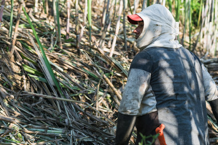 male farmer, latino farmer, in the middle of a sugar cane field walking and looking at the sugar cane crop. indigenous man with his face covered to protect himself from the sun.の写真素材