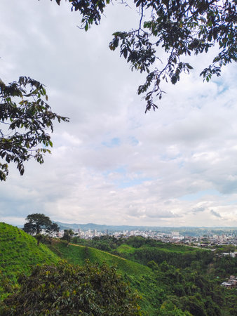 natural coffee landscape, located in a colombian rural area, in the background the city of pereira, capital of the coffee region of colombia.の写真素材
