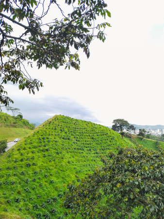 typical colombian coffee landscape, coffee plantation on a mountainsideの写真素材