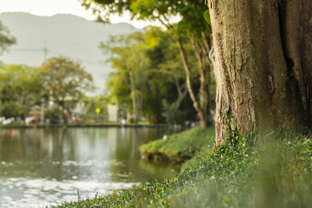 closeup of tree trunk by sport fishing lake, landscape in golden sunsetの写真素材