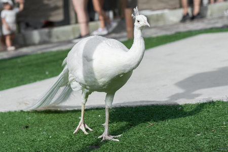 White peacock walking on the grass in a Colombian zooの写真素材