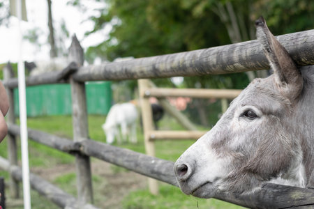 Equus asinus or gray donkey poking its head through the wood of the corral fence.の写真素材