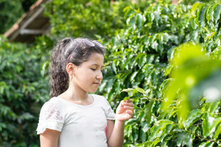 Little brunette girl holding and observing an Arabica coffee leaf in her hand. Little touristの写真素材