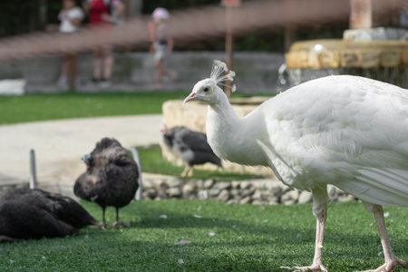 White peacock walking on the grass in a Colombian zoo, with black hens in the backgroundの写真素材