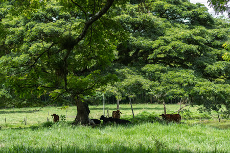 herd of gyr cows taking shade under a large tree in a grass field on a cattle farmの写真素材