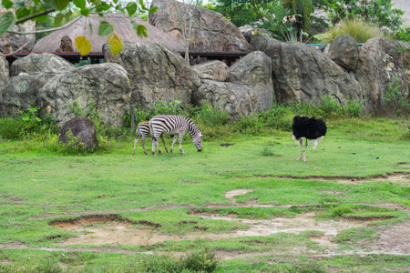 Zebra with her foal grazing near an ostrich in a naturalistic zoo habitat with green grass and large rocks.の写真素材