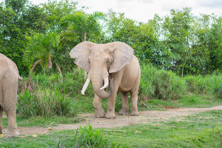 Large African elephant standing with its ears raised in a green zoo landscapeの写真素材