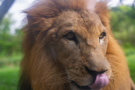 Close-up portrait of a male African lion with a full mane, sticking out his tongue, at the Ukumari...
