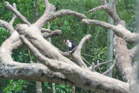 White faced capuchin monkey resting among thick tree branches in naturalistic zoo setting