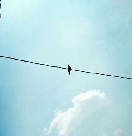 birds are perched on power lines during the day when the sky is blue and it's so beautiful