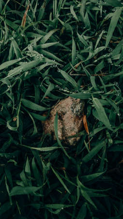 the fresh leaves in the morning are very green and beautifulの写真素材