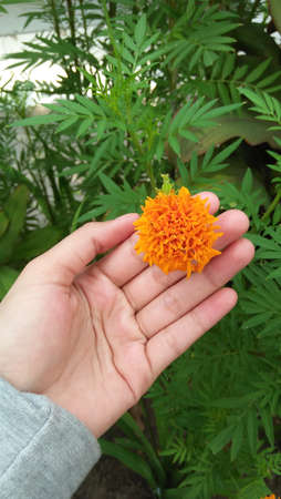 beautiful flowers and fresh leavesの写真素材