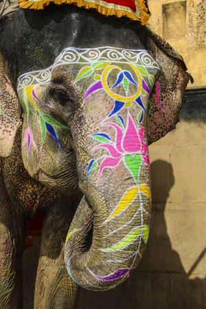Elephant and shadow driver. Jaipur, state of Rajasthan.Indiaの写真素材