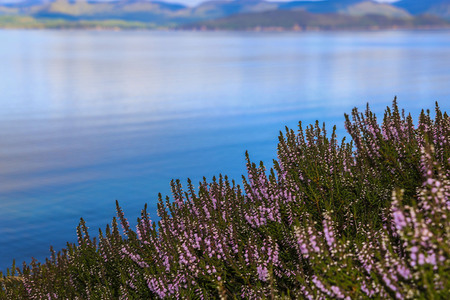 Flowers of heather on the lake, Scotlandの写真素材