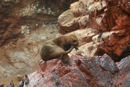 Seals on the islands Ballestas, Peruの写真素材