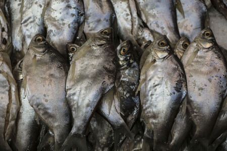 Fresh fish on the market in Asiaの写真素材