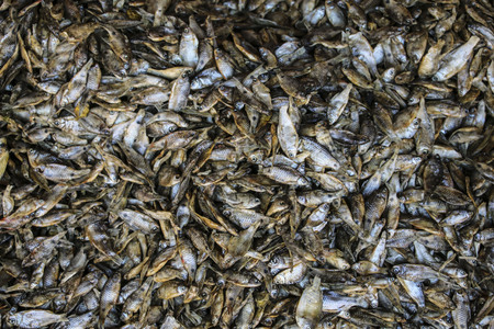 Small dried fish in the market at Inle Lake, Myanmar (Burma)