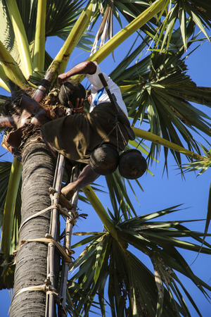 Man climbing a sugar palm tree in a village, Myanmar (Burma)の写真素材
