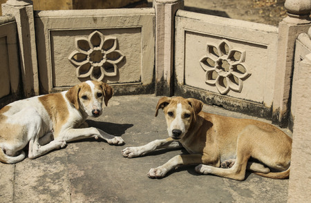 Homeless dogs in the temple,New Delhi,Indiaの写真素材