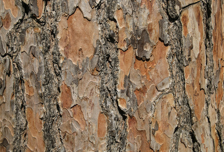 Tree bark texture background