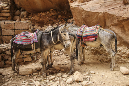 Donkeys with colorful traditional harness in Petra, Jordan used to transport tourists through the ancient Nabatean cityの写真素材