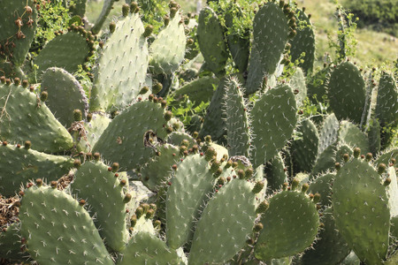 Cactus landscape. Prickly pear cactus or Opuntia ficus indica with still green fruits
