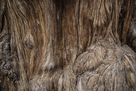 Weathered tree trunk textured and backgroundの写真素材