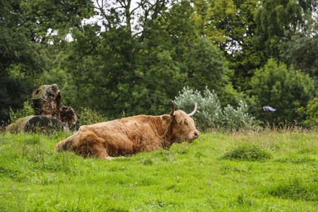 The resting highland cow red color, Scotland, UK