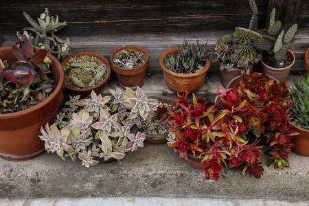 Sterum succulent house plants arrangement potsの写真素材