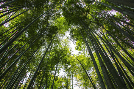 Bamboo tree trunks reach for the sky on a sunny dayの写真素材