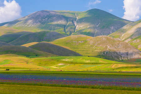The spectacular colors of flowering in the Plains of Castelluccio / Monti Sibillini national park / Umbriaの写真素材