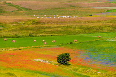 The Spectacular Colors of Flowering on the Plains of Castelluccio / Monti Sibillini national park /...