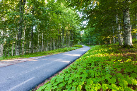 The road of Monte Pizzoc on the Cansiglio Plateau