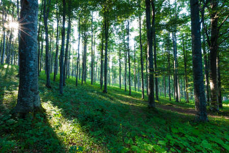 The sun filters through the trees of the Cansiglio forest / Plateau of Cansiglio / Mount Pizzocの写真素材