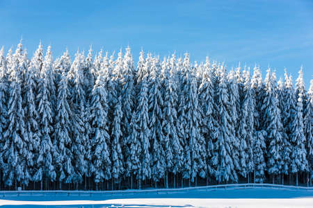 The Cansiglio plateau in winter