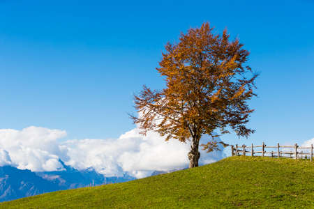 Autumn on the Cansiglio plateau / Alpago / Indes hillの写真素材