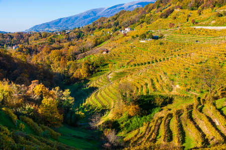 Landscape with vineyards in autumn / Venetoの写真素材