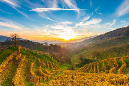 Landscape with vineyards in autumn / venetoの写真素材