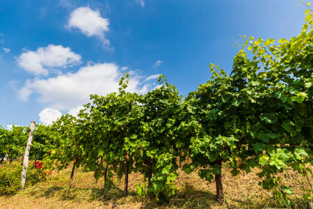 The Prosecco Hills in the Veneto Regionの写真素材